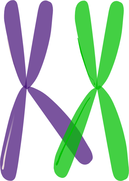 Homologous Chromosomes Crossing Over (426x594)