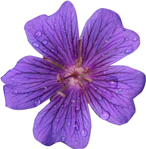 Purple Flower Clipart Realistic Flower - Flower Realistic Clip Art (501x501)