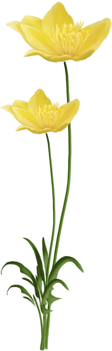 Bouquet Toutes Fleurs - Buttercup (253x800)