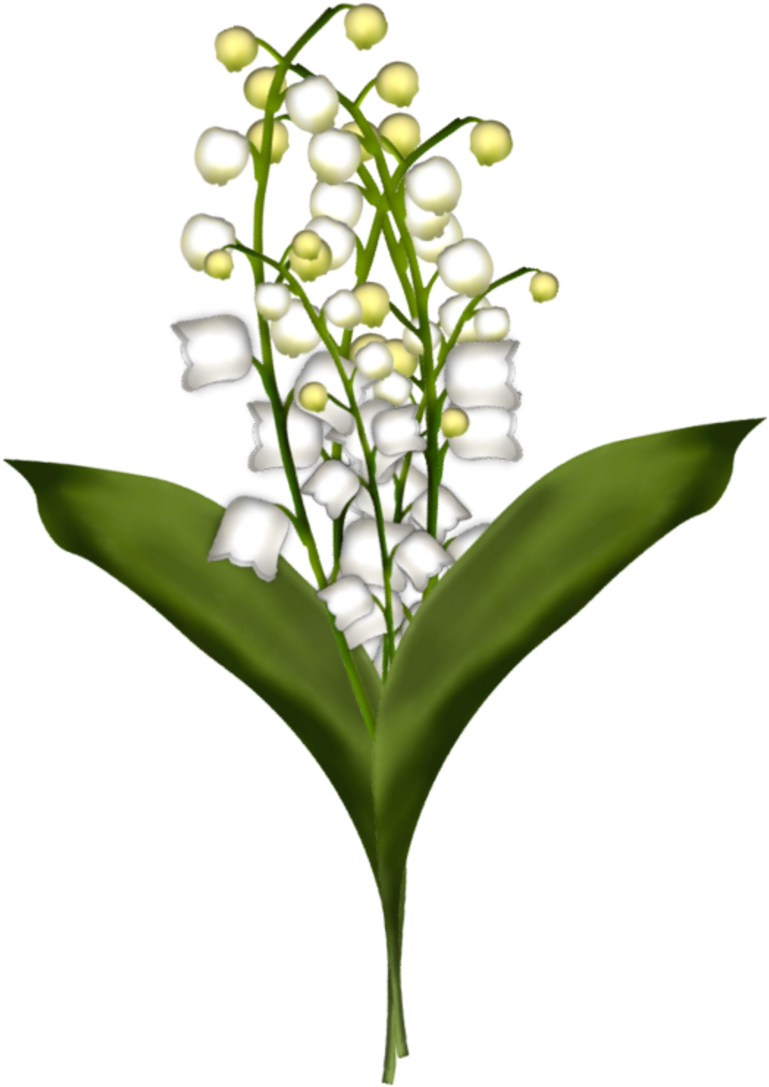 Brin De Muguet17a13 - Gifs Animés Muguet Gif (800x1102)