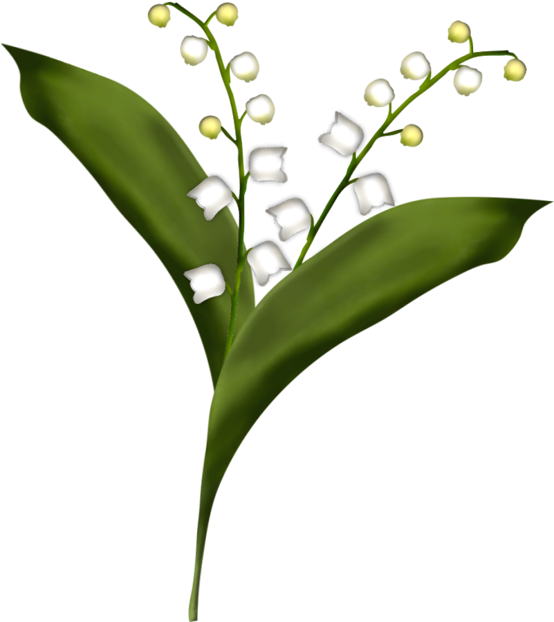 Lily Of The Valley Drawing (800x932)