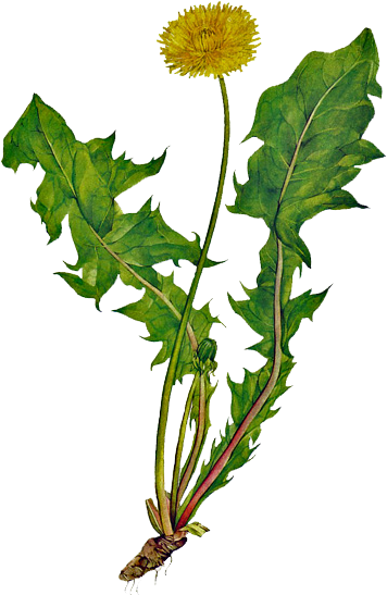 Dessin D'une Fleur De Pissenlit - Pissenlit Dessin (560x560)