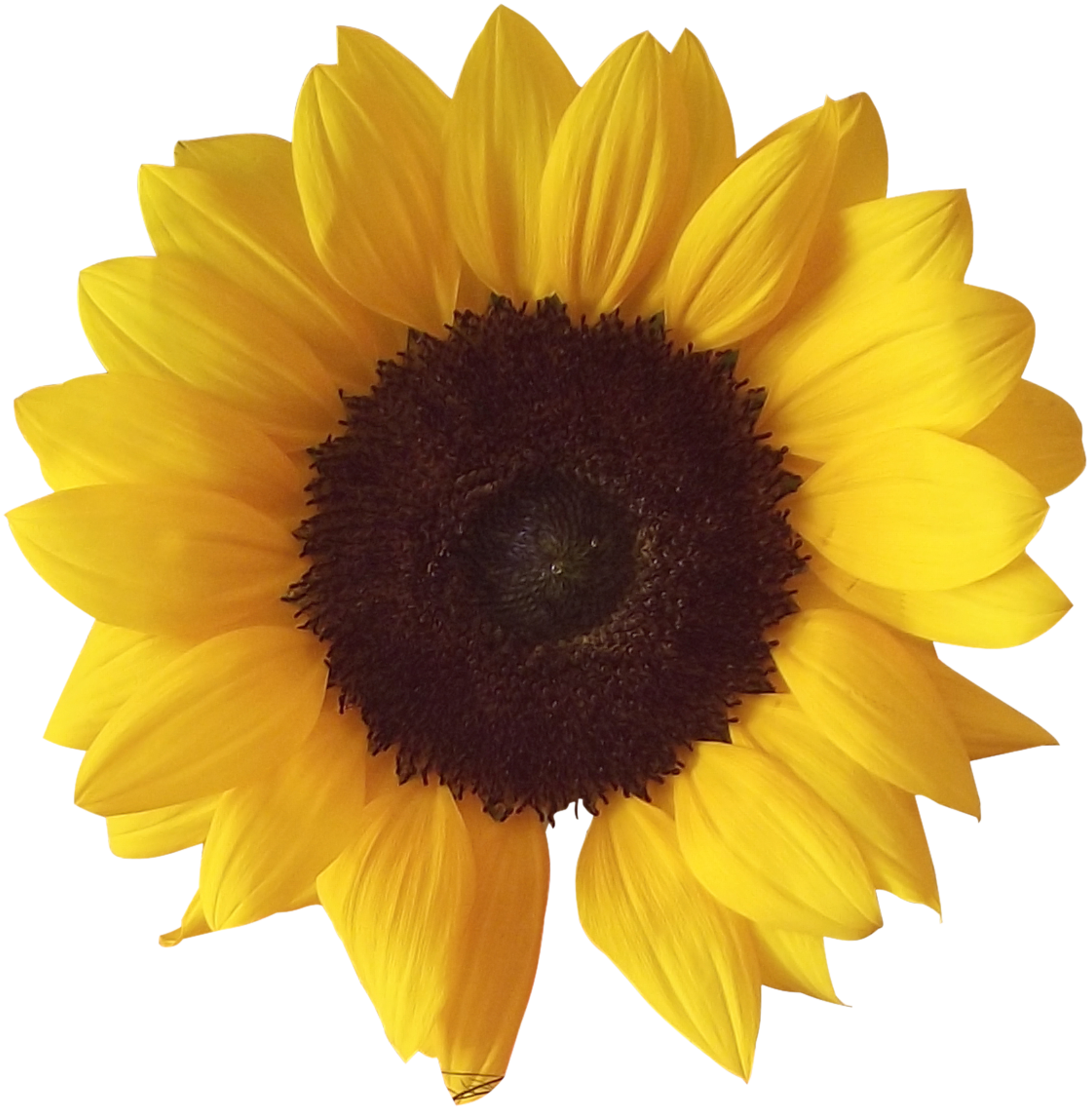 Sunflower Png - Sunflower Png (1600x1537)