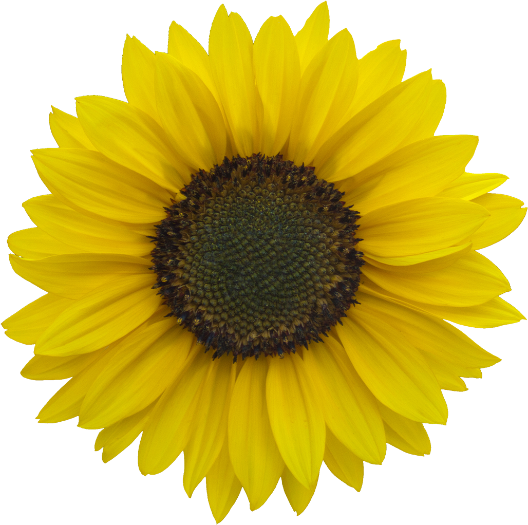 Sunflower Png For Kids - Sunflower Image Clip Art.
