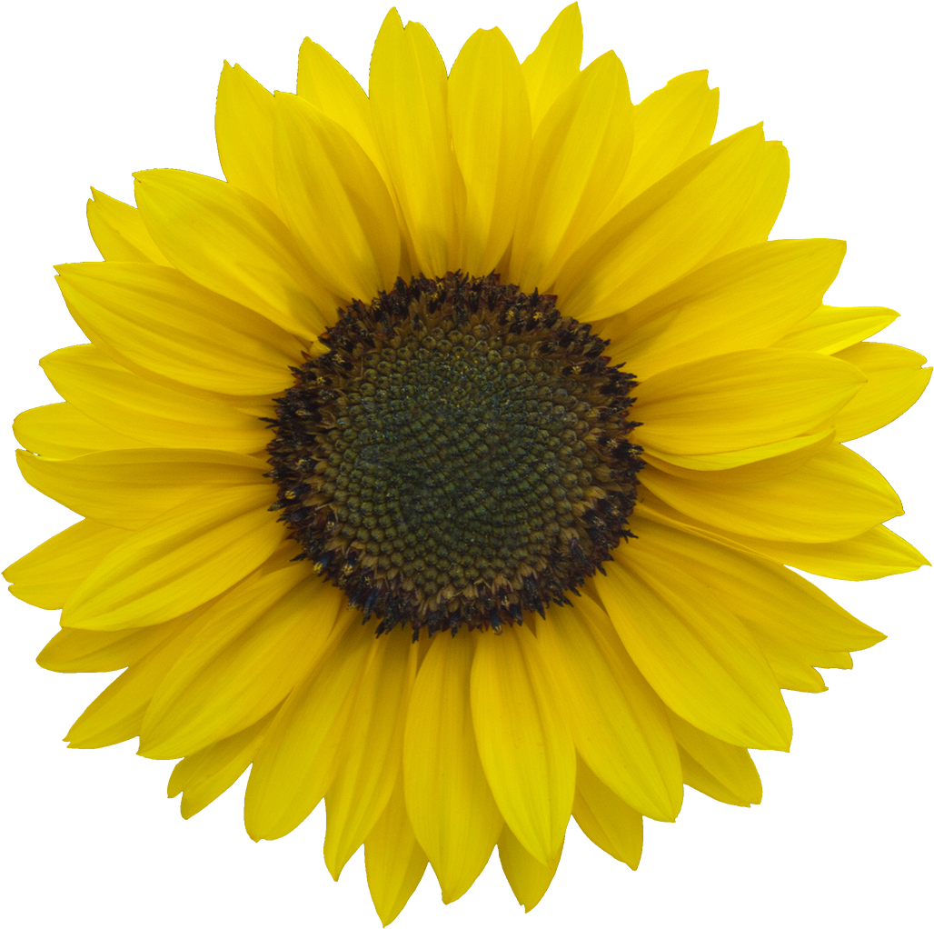 Sunflower Png For Kids - Sunflower Image Clip Art (1130x1089)