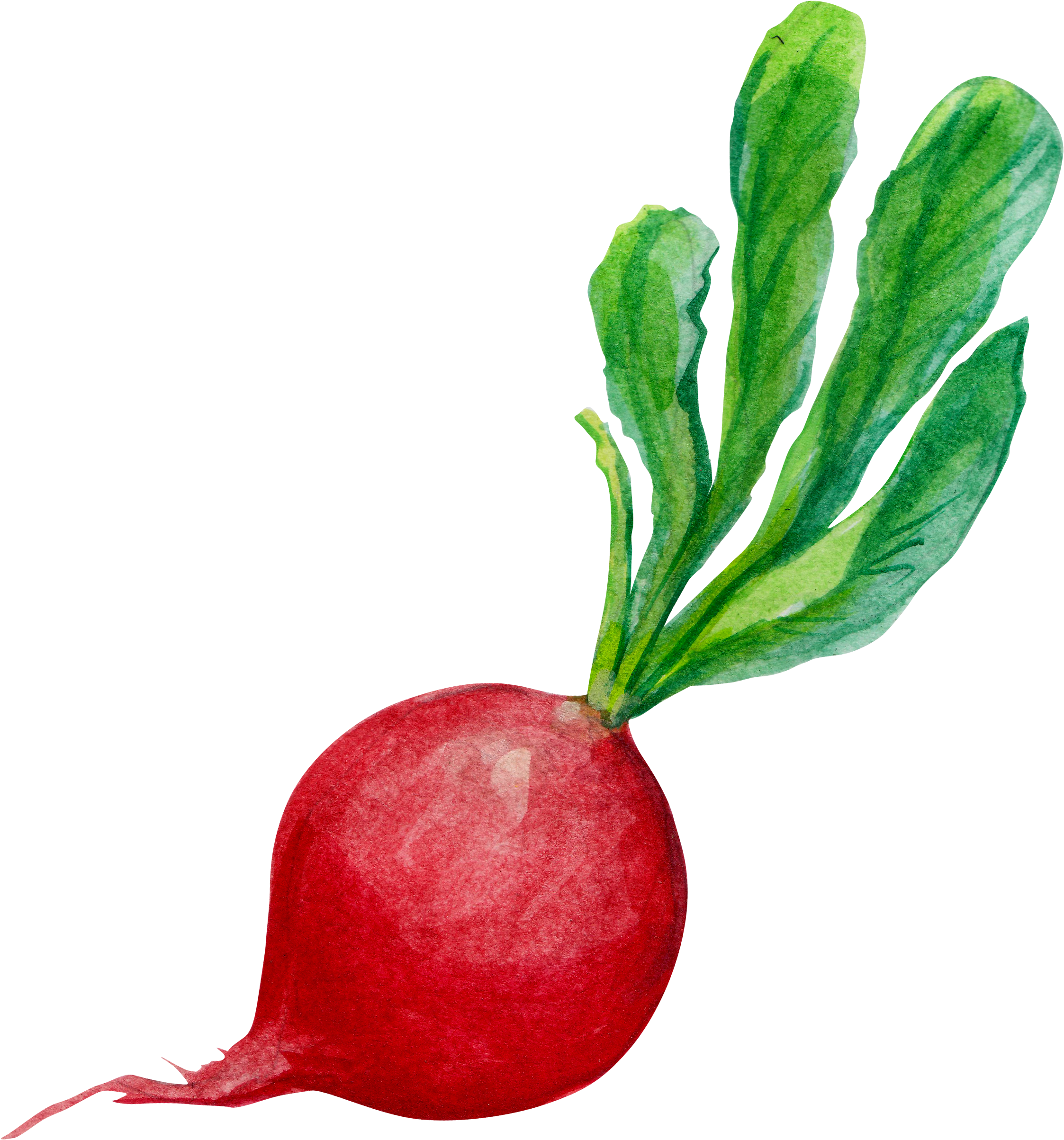 Radish Carrot Clip Art - Carrot (2300x2500)