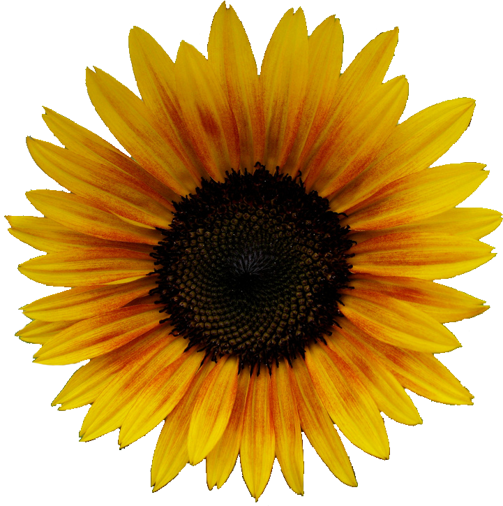 Yellow Flowers Tumblr 29 Background Wallpaper - Sunflower Clip Art Vector (1024x753)