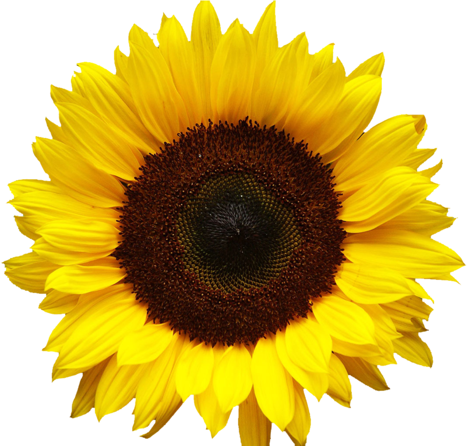 Vector Clipart Sunflower - Vector Clipart Sunflower (1088x870)