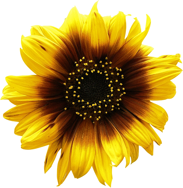 Sunflowers Png Picture - Sun Flower Vector (611x629)