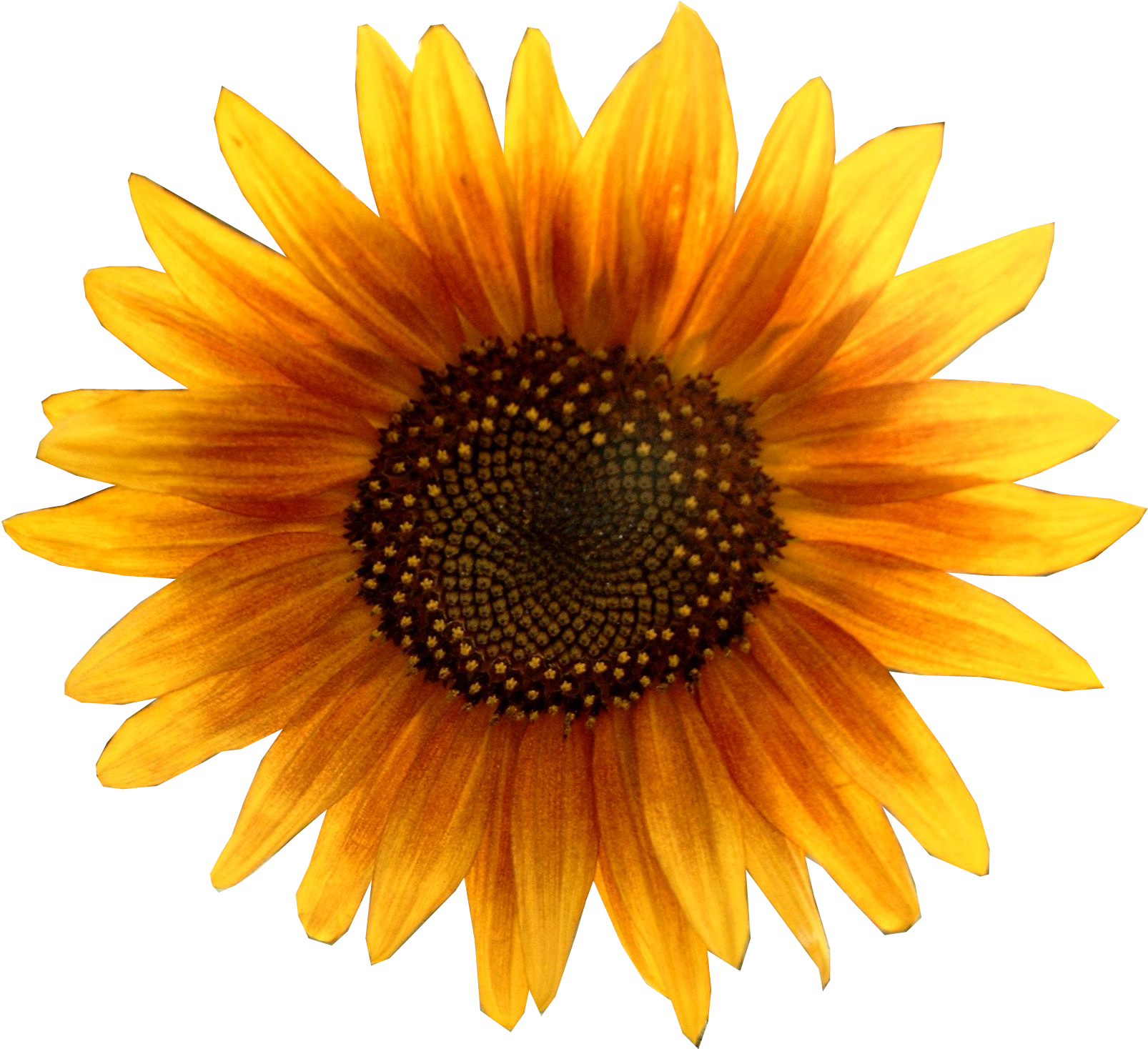 Free Icons Png - Sunflower Png (1630x1480)