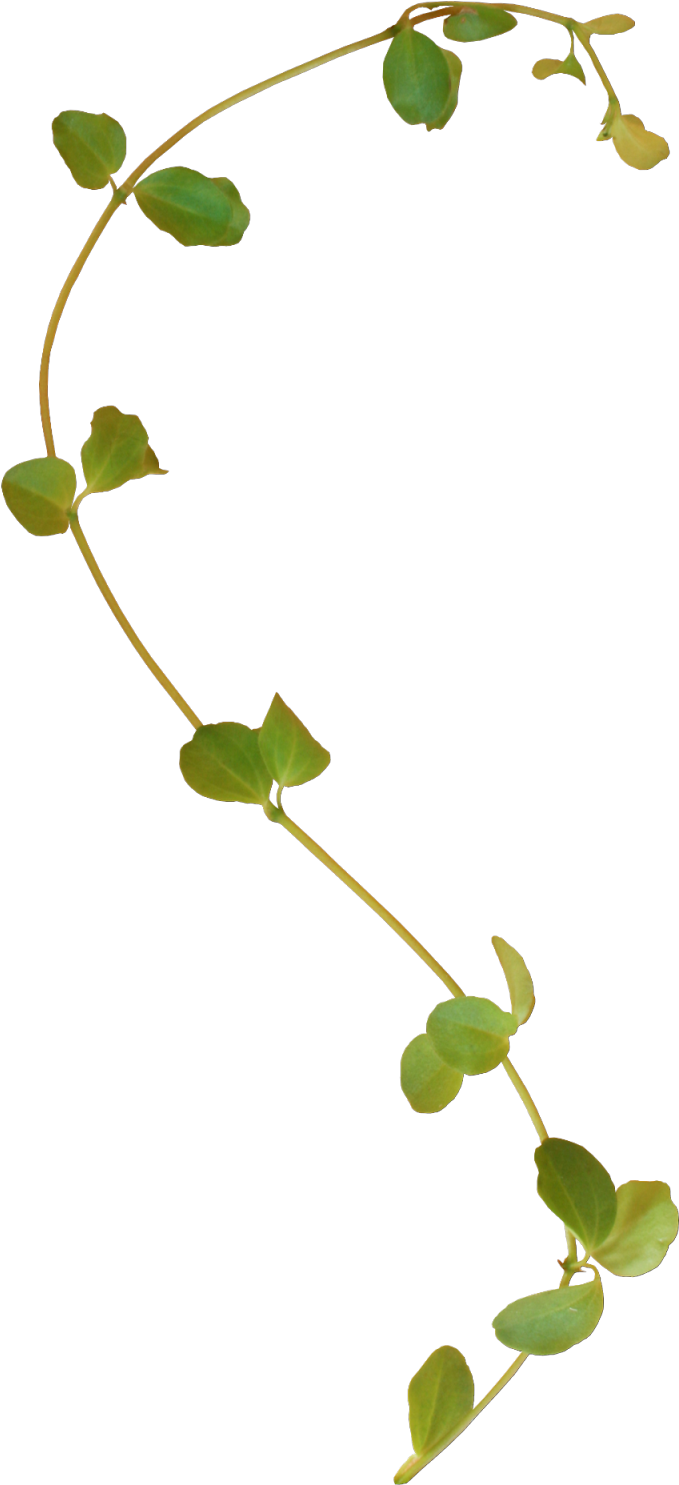 Branche D Arbre Dessin Tatouage Infiny Image ** Branche - Branche Arbre Dessin Png (808x1600)