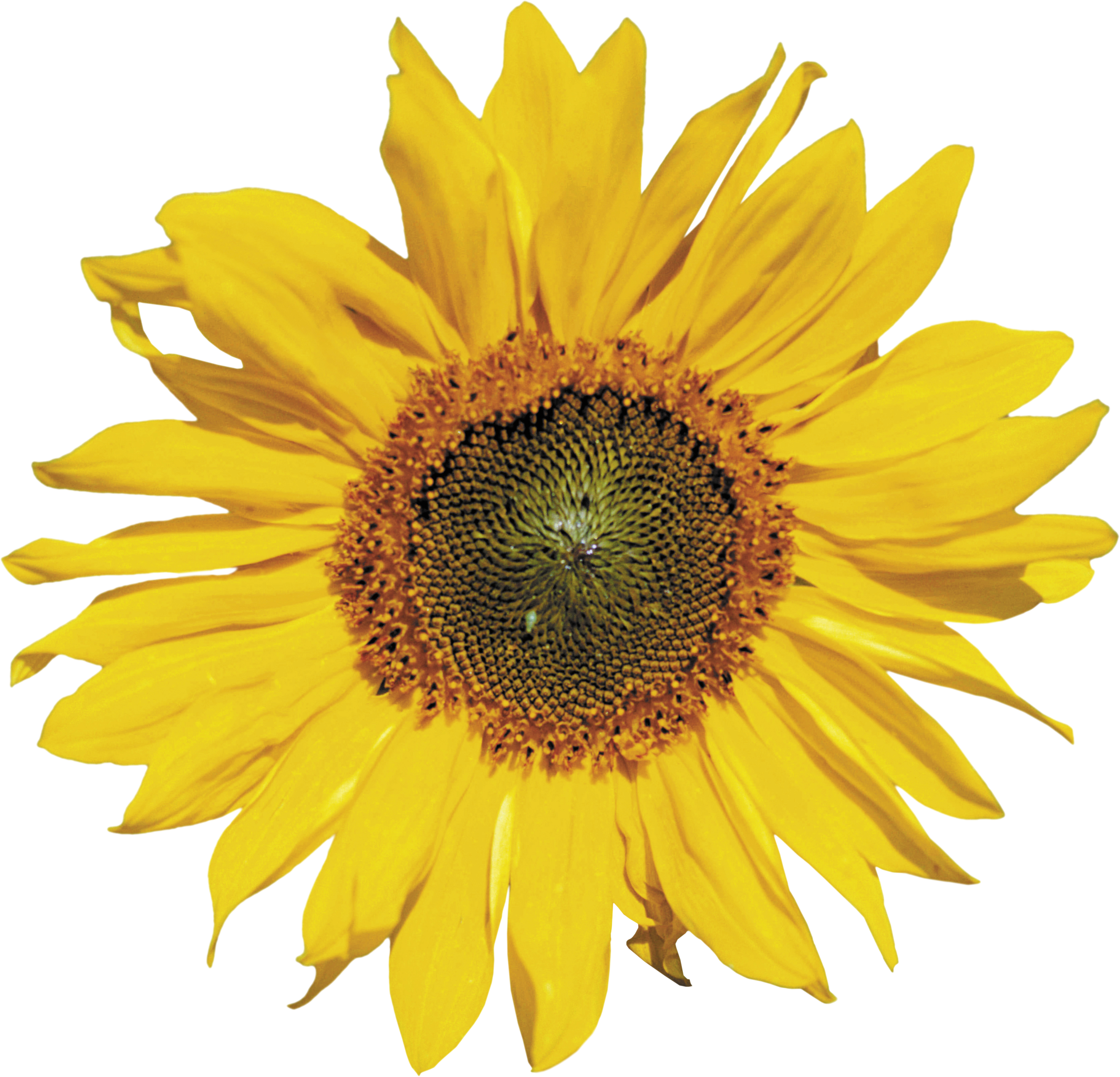 Sunflower Png - Sunflower On A Transparent Backround (2698x2595)