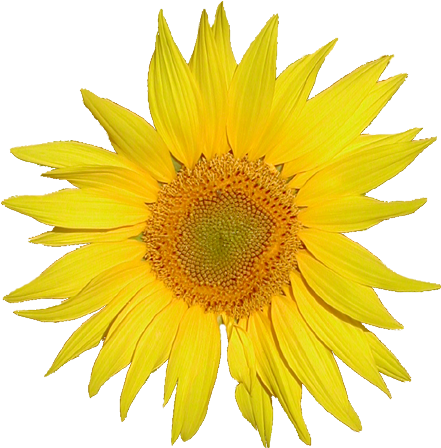 Beautiful Sunflower Transparent Background File Tournesol - Sunflower White Background (488x493)