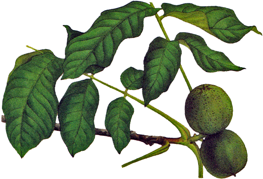 Dessin De Noix Verte Fleurs Du Noyer With Dessin Fleur - Noix Couleur Verte (560x560)