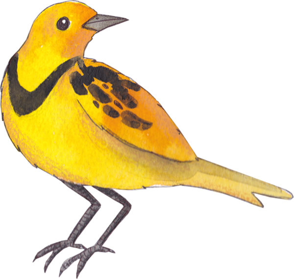 Dessins Des Oiseaux En Couleur (600x571)