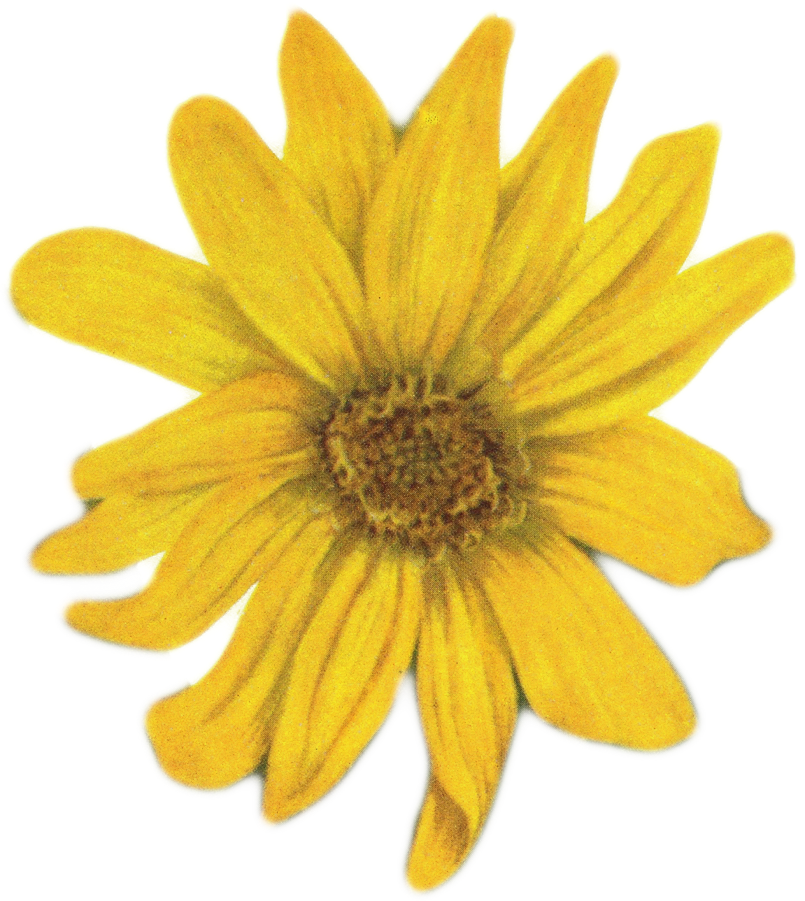 Sunflower Png Tumblr Www Imgkid Com The Image Kid Has - Yellow Flower On White Background (1151x1289)