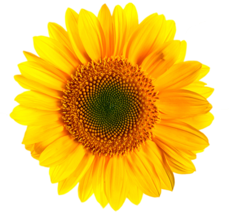 Sunfloer One - Sunflower Png (755x699)