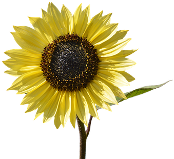 Sun Flower, Flower, Yellow Flower, Bloom - Yellow Flower (404x340)