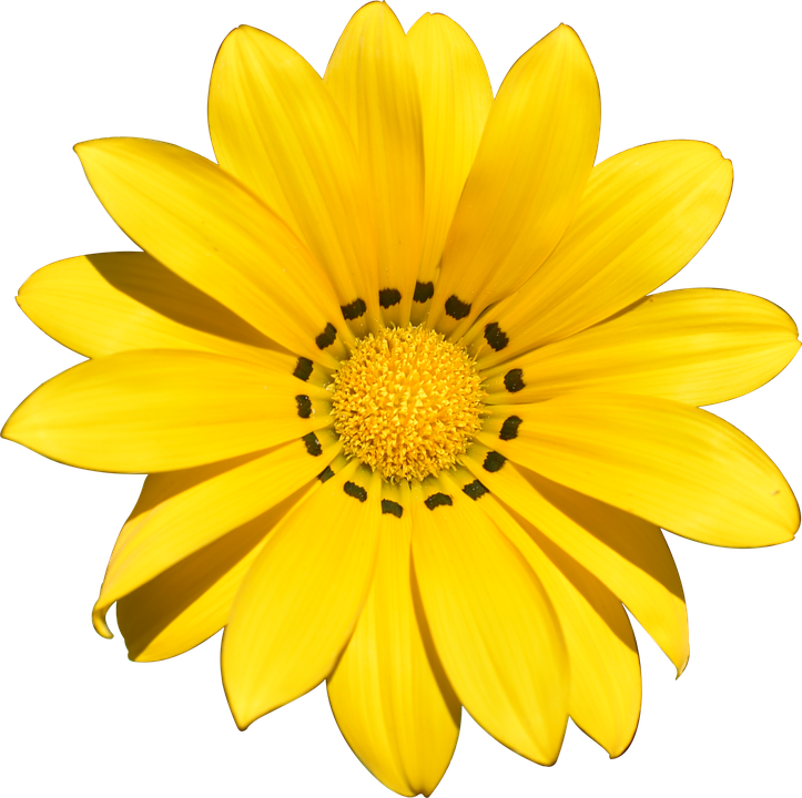 Flower Cliparts Transparent - Flower Transparent (723x720)