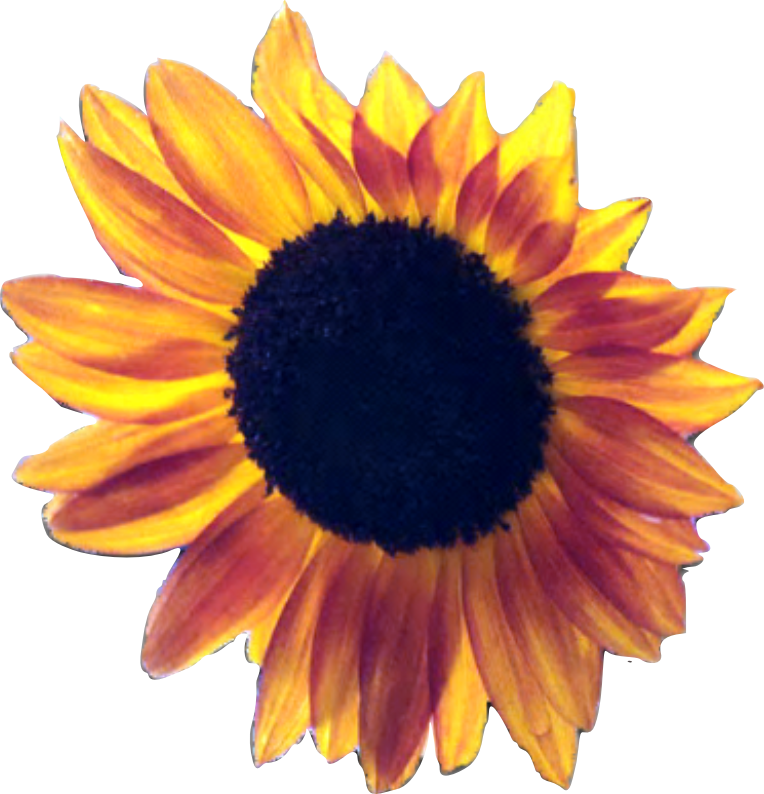 Common Sunflower Sunflower Seed Desktop Wallpaper - Common Sunflower Sunflower Seed Desktop Wallpaper (764x794)