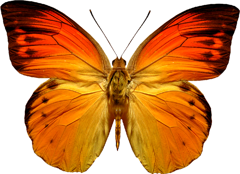 Orange Butterfly Png Image, Butterflies Free Download - Butterfly Png (800x583)