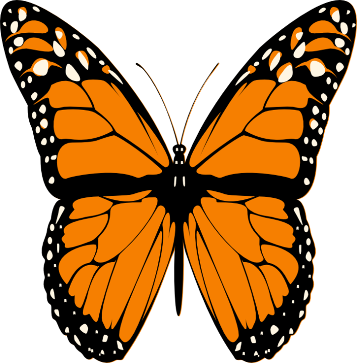 Butterfly - Iron Butterfly: Live Dvd (708x719)