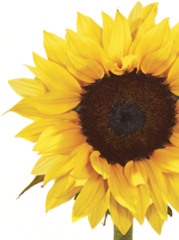 White Sunflower Png Gift Giving Ideas For Buying Flowers - Sunflower Symbolism (400x350)