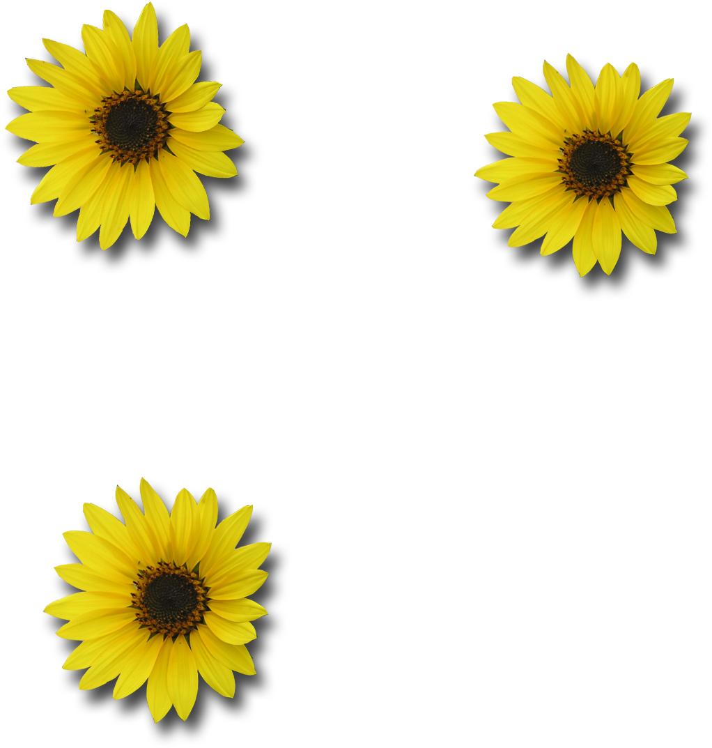 Sunflower Transparent Background - Sunflower (1200x1200)