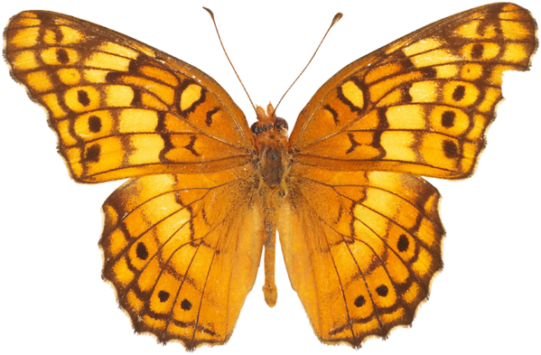 Yellow Butterfly Png Image - Butterfly Pics Free Download (599x393)