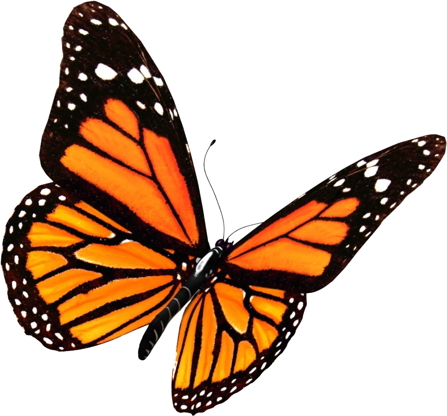 Monarch Butterfly Clipart Transparent Background - Monarch Butterfly Png (969x1024)