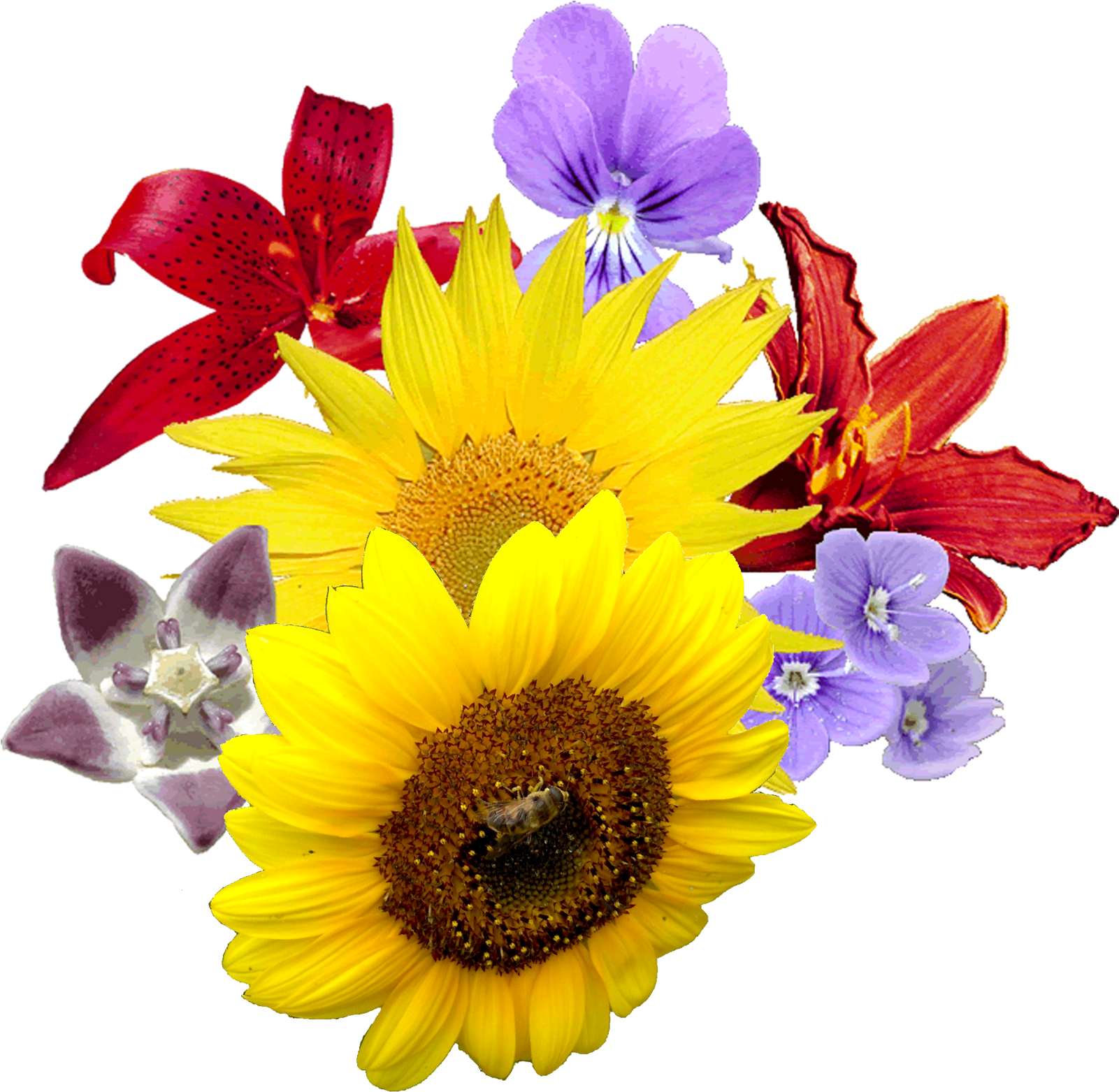 Single Sun Flower Png - Good Afternoon Images With Birds Flowers (1600x1600)