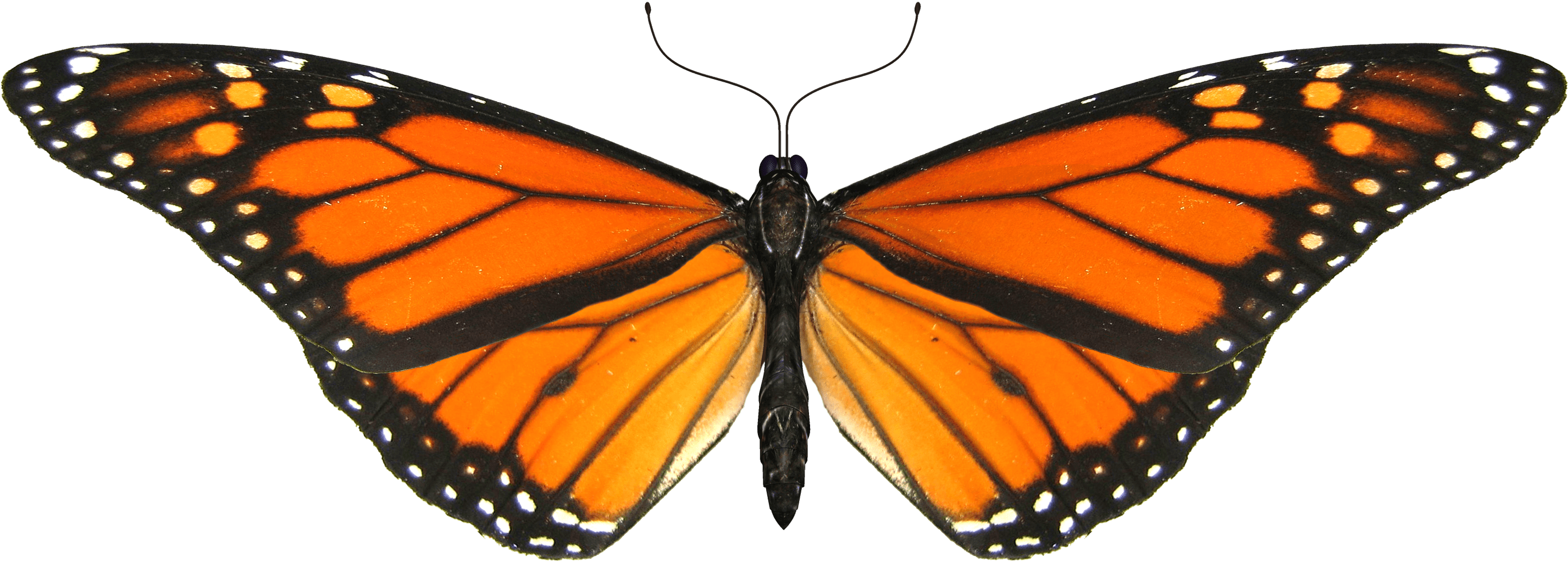 Monarch Butterfly Cartoon Clipartsco - Monarch Butterfly Transparent Background (1600x1200)