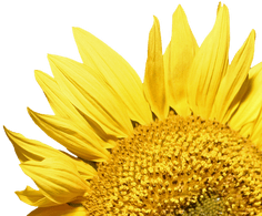 Amazing Sunflower Transparent Background Sunflower - Sunflower (400x400)