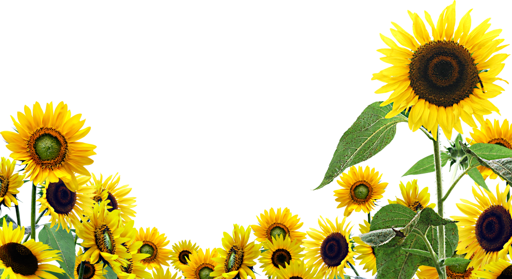 Sunflower Flower Free Png Transparent Images Free Download - Sunflower Desktop (1000x545)