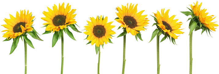Tumblr Transparent Sunflowers - Girasoles Png (725x262)