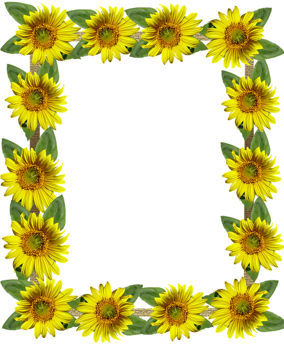 Frame, Border, Sunflowers - Sunflower Frame Png (566x720)