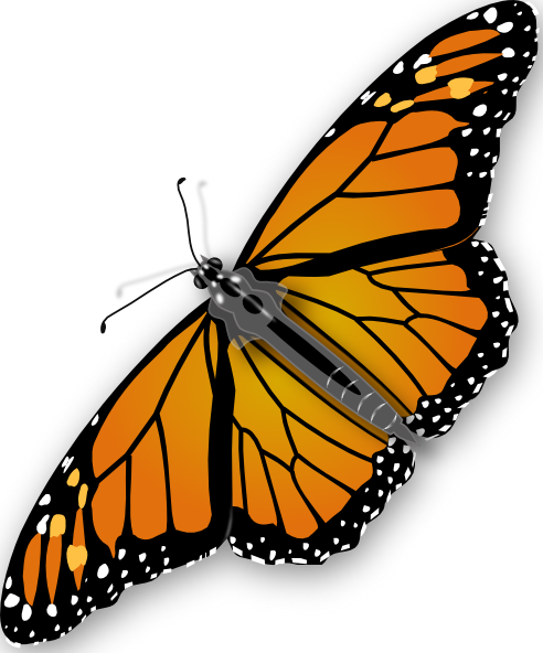Butterfly Clip Art Free Vector - Butterfly Clipart No Background (492x592)