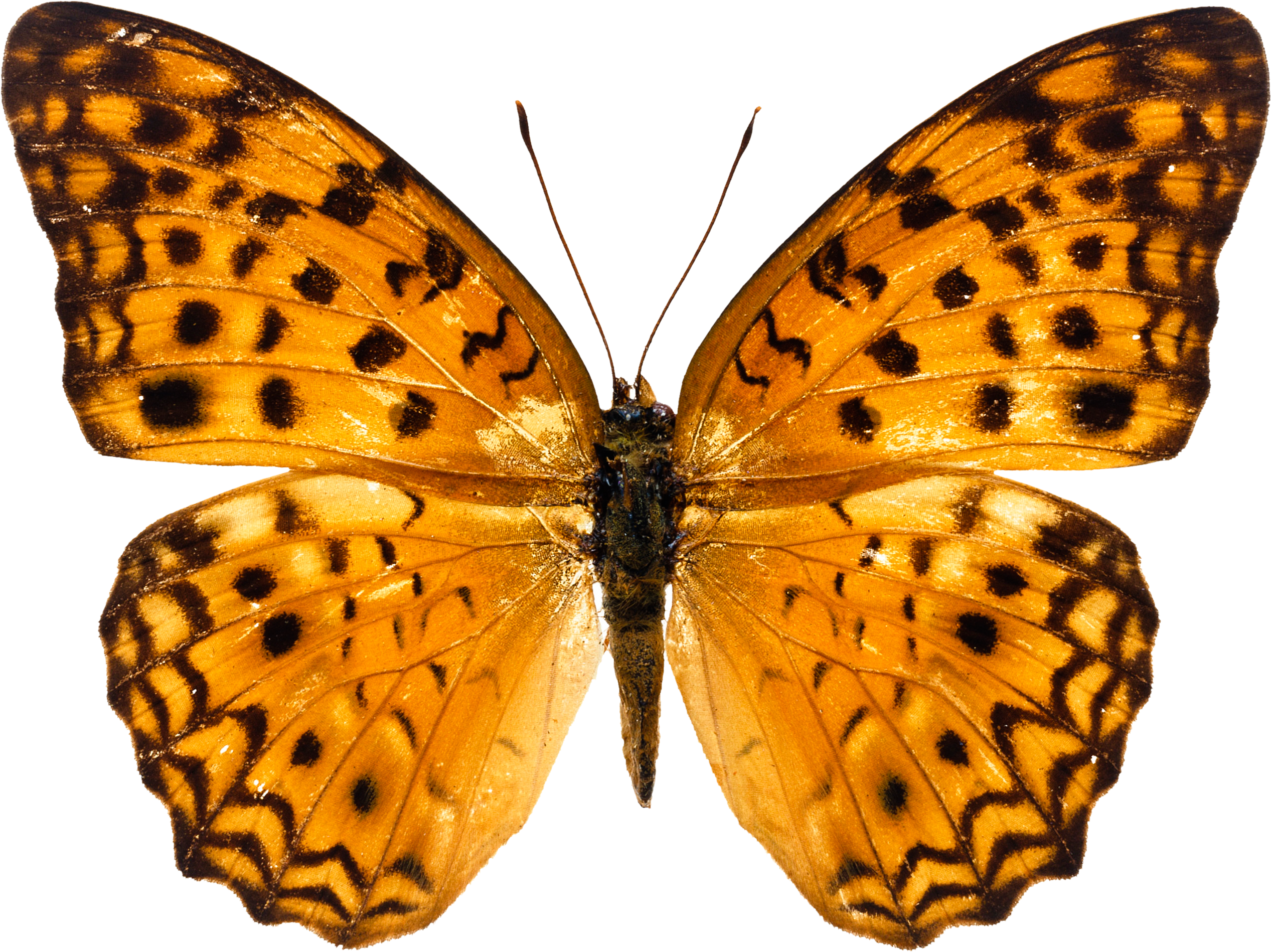 Butterfly Images Free Download (2534x1898)