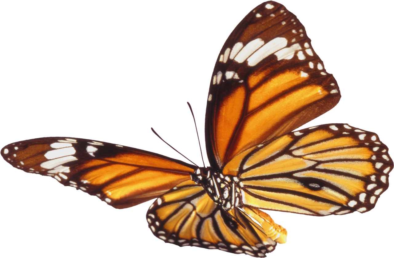 Butterfly Png - Бабочка Анимация На Прозрачном Фоне (1294x852)