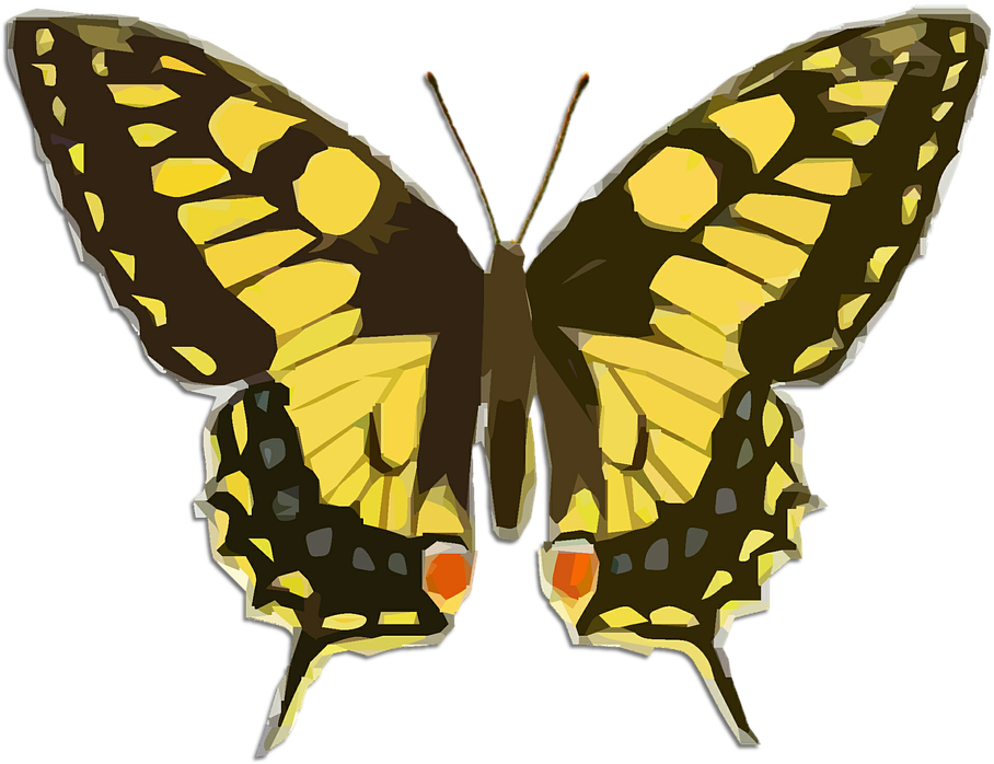Butterfly Vintage Clip Art - Wallace's Golden Birdwing Butterfly (929x720)