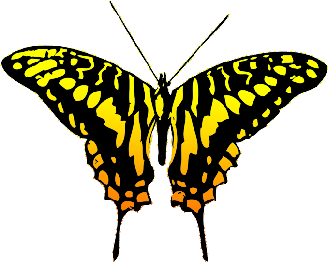Orange And Black Butterfly Clipart - Silhouette Art Butterflys (709x566)