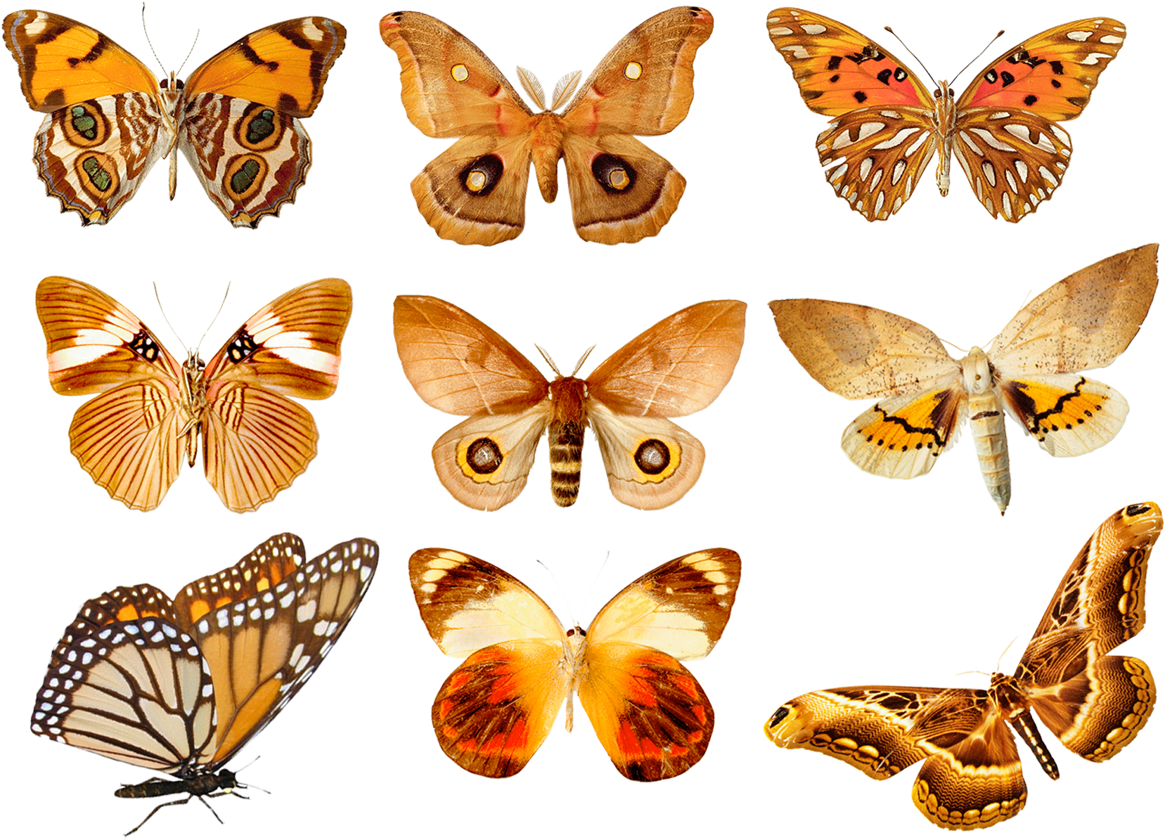 Admiral Butterfly Clipart Png By Madetobeunique On - Brown Brown Tile Coaster (1772x1293)