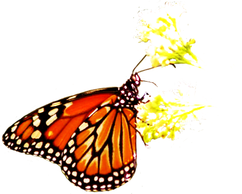Orange Butterfly On Flower, Blue Butterfly Clipart - Butterfly On Flower Png (499x394)