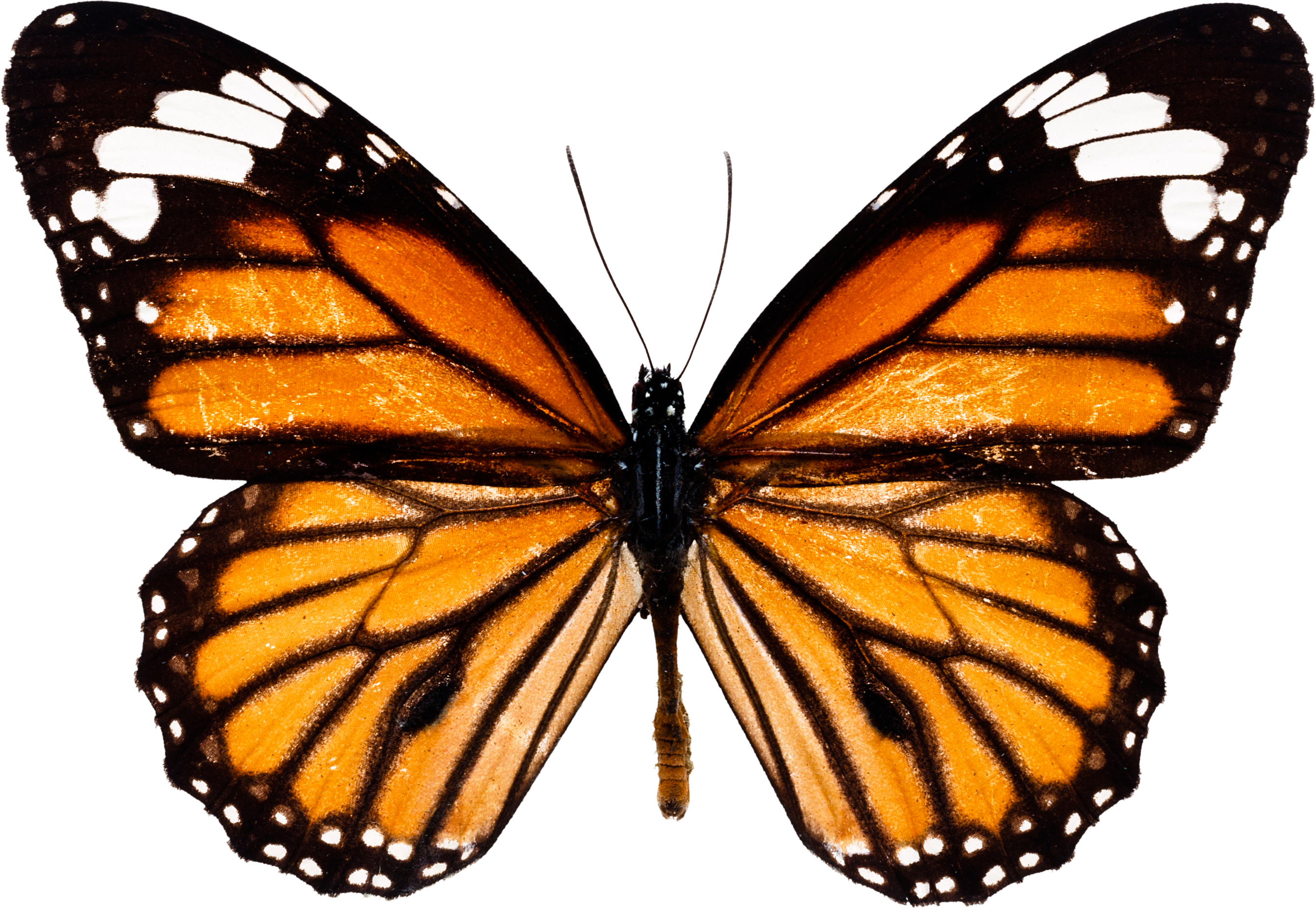 Mariposa marrón y naranja significado espiritual