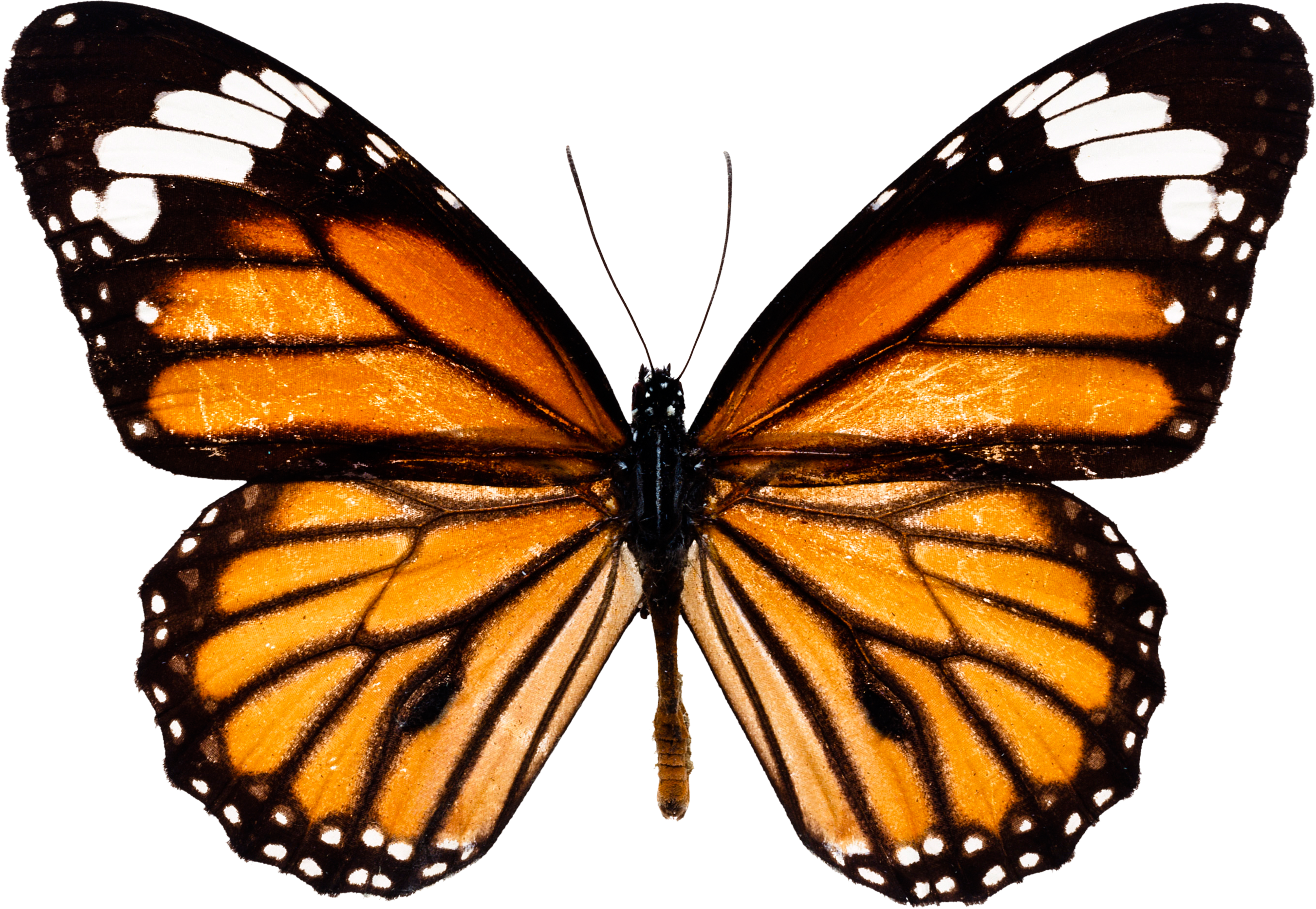 Butterfly Download Images Png Free Image - Imagenes De La Mariposa Monarca (2703x1867)