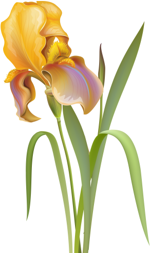 Iris Flower Png Clip Best Web Clipart - Png Clipart Flowers Transparent (296x500)
