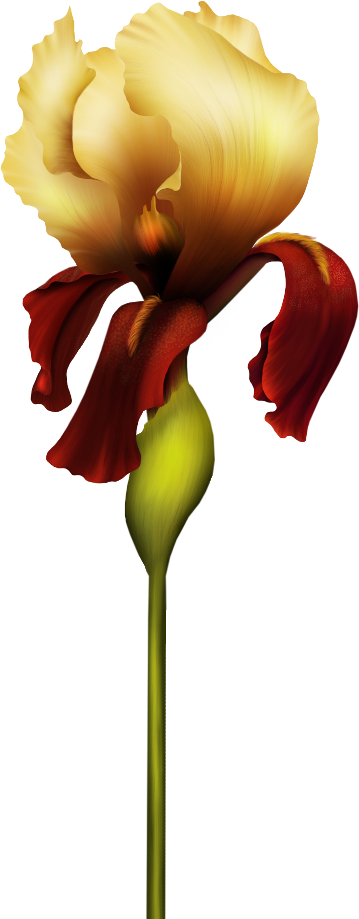 Iris Flower Png Clipart - Alfabeto Orquidea P Dourado Jpg (728x1894)