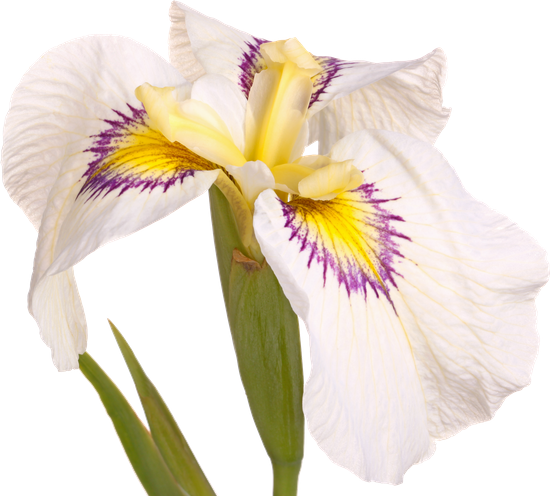White, Purple And Yellow Flower Of A Pseudata Iris - Irises (550x496)
