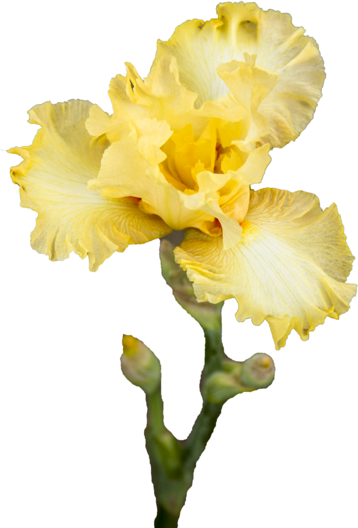Yellow Iris Png By Silkegabrielle On Deviantart Yellow - Yellow Iris (748x1069)