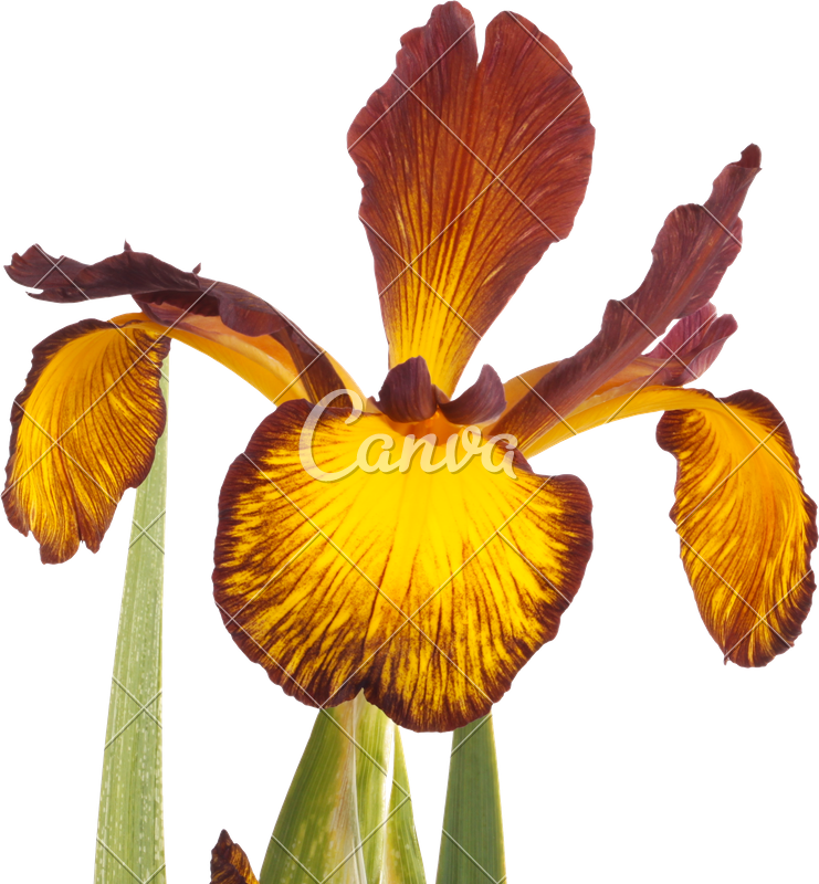 Single Flower Of Spuria Iris Isolated On White - Yellow (741x800)